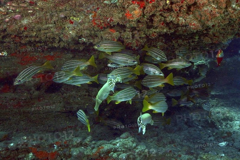 A school of striped fish, African striped grunts (Parapristipoma octolineatum), some of which are hiding beneath a rocky reef, Pasito Blanco Reef dive site, Arguineguín, Gran Canaria, Spain, Atlantic Ocean