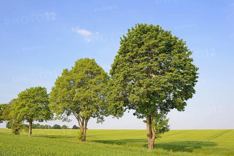 Deciduous trees, row of trees, maple (Acer) in a field landscape, blue sky with clouds, North Rhine-Westphalia, Germany