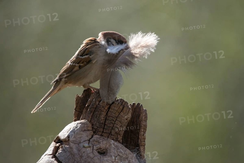Tree sparrow, Passer Montanus, sparrow, tree sparrow, birds, feather, nest building, passeri, songbirds, sparrow, sparrow, sparrow, sparrow, sparrow, birds