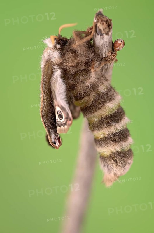 Small emperor moth (Saturnia pavonia), female, unfolding wings after hatching, Germany