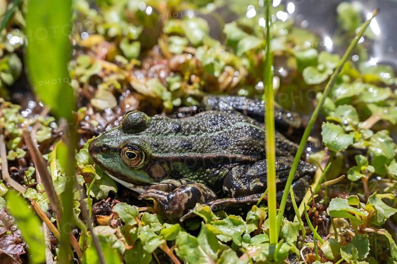 Common pond frog (Pelophylax esculentus) in a garden pond, Botanical Garden, Erlangen, Middle Franconia, Bavaria, Germany