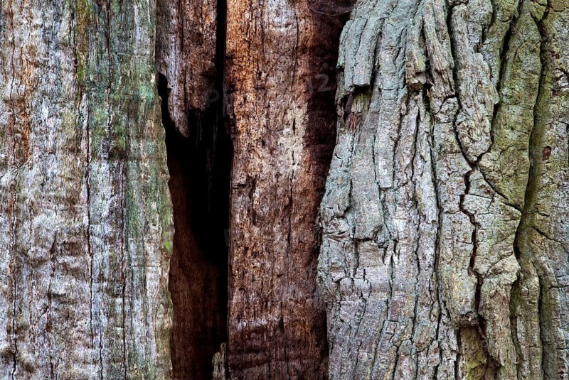 Bark structures, Primeval forest Urwald Sababurg, Weser Uplands, Weserbergland, Hesse, Germany