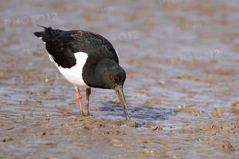 Eurasian oystercatcher (Haematopus ostralegus) adult wading bird feeding on a mudflat, England, United Kingdom