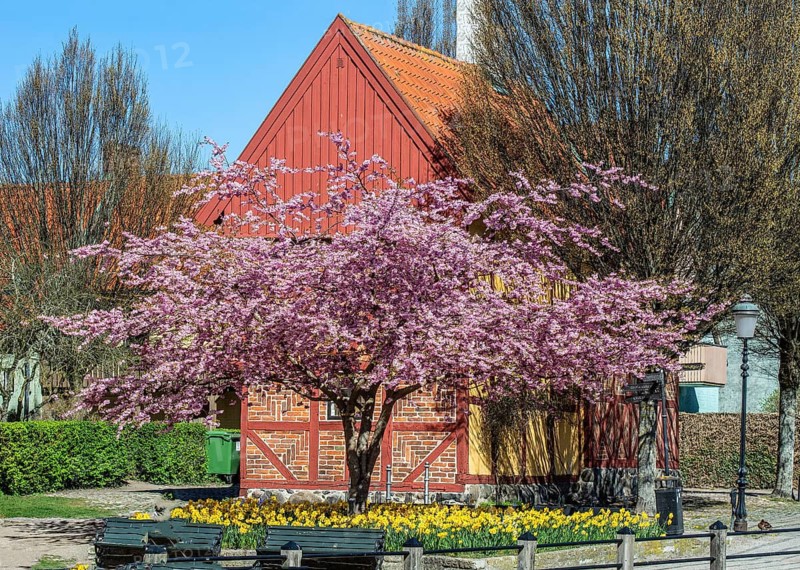 Flowering Winter Cherry (Prunus x subhirtella) 'Autmnalis ' rosea at halftimbered house in Ystad, Scania, Skåne County, Sweden, Scandinavia