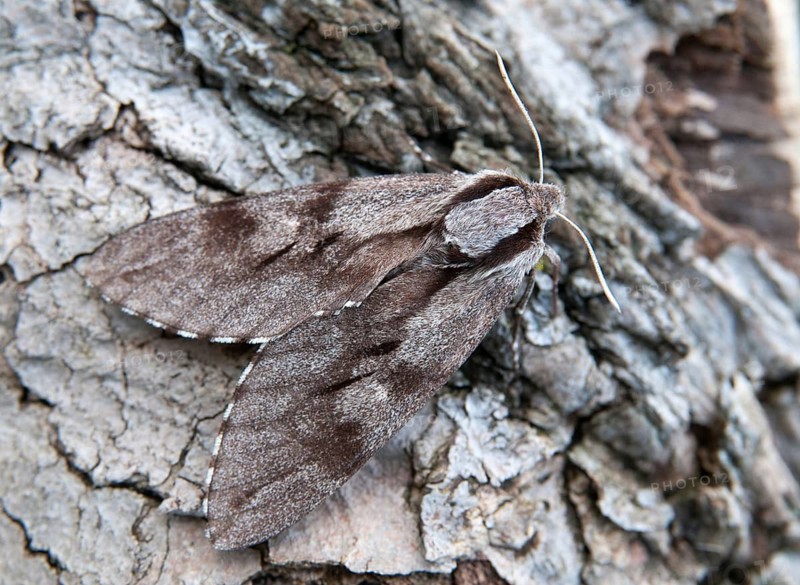 Hyloicus pinastri, pine swarmer, pine hawk moth, sphinx pinastri, pine arrow, butterfly, camouflage, insects, moths, moths, butterfly, camouflage