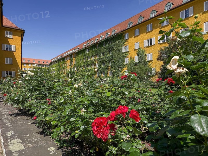 Yellow residential buildings, courtyard with rose beds, borstei, heritage-protected residential development, Munich, Bavaria, Germany