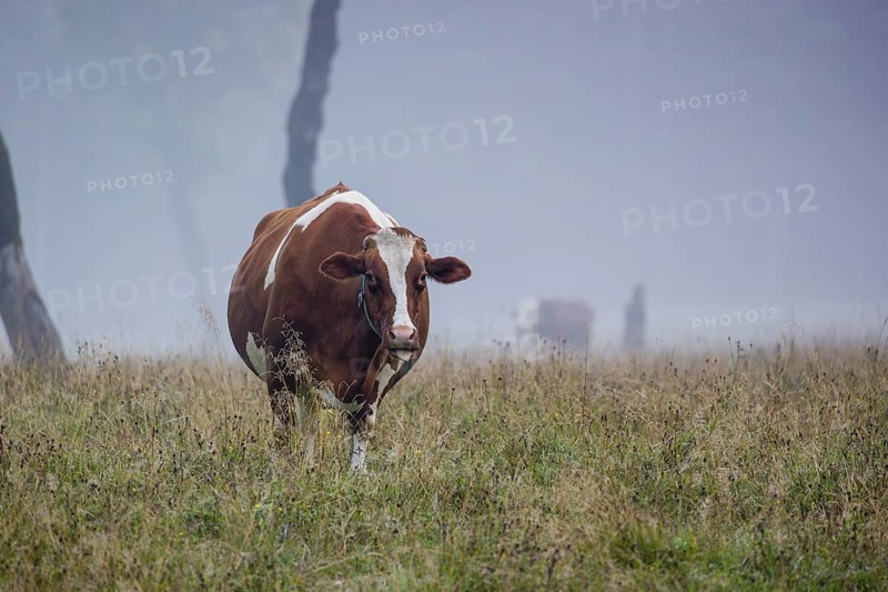 A Holstein Friesian cow stands grazing on a meadow with trees on a foggy day. Eng Valley, Austria