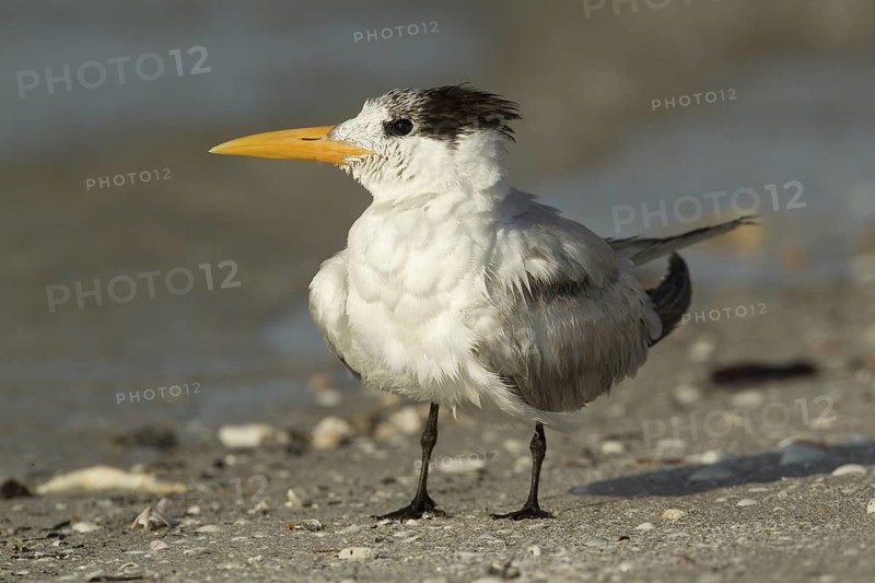 Royal Tern (Thalasseus maximus), Florida, USA