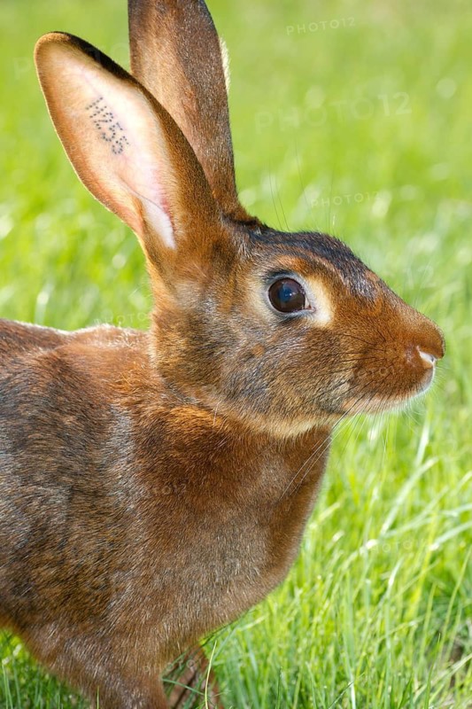 A hare rabbit, red-brown, red-brown, animals, rabbit, hare, hares, pet, meadow, portrait, (Oryctolagus cuniculus), Hesse, Federal Republic of Germany