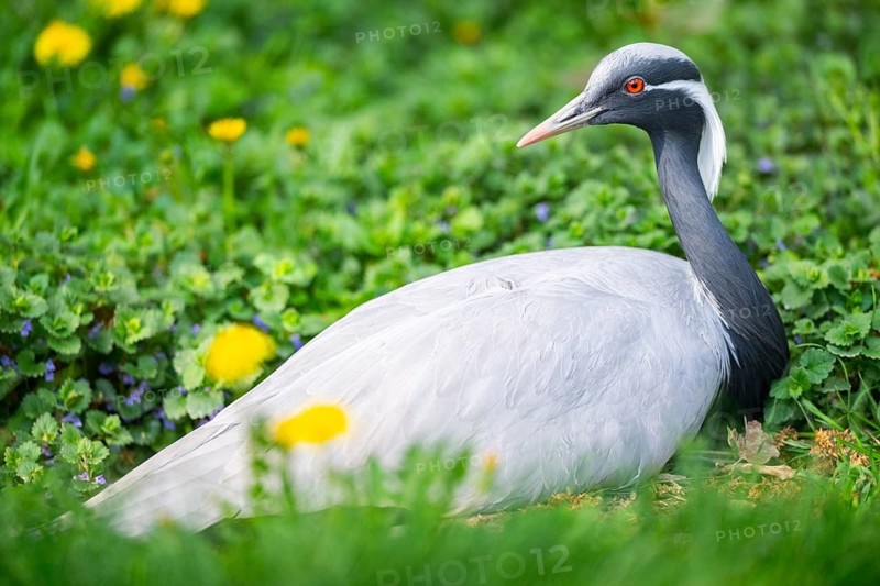Demoiselle crane (Grus virgo) on a meadow, capttive
