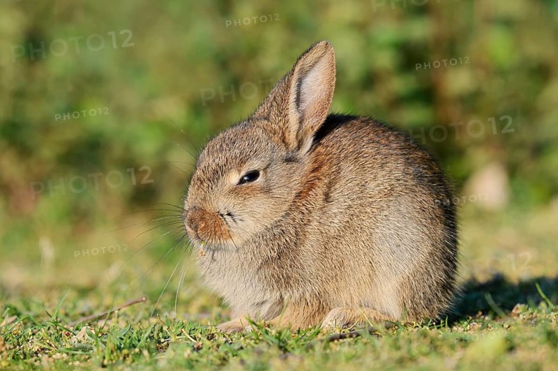 Wild rabbit (Oryctolagus cuniculus), a young rabbit sitting in a meadow, North Rhine-Westphalia, Germany