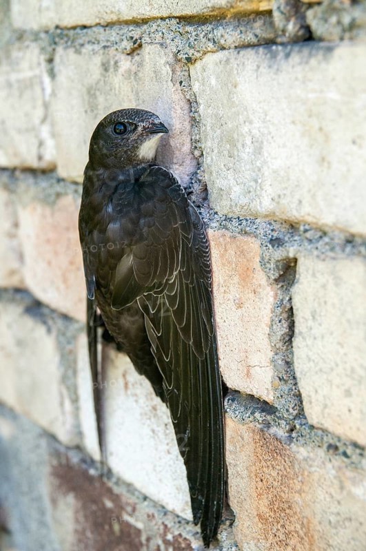 Apus apus, swift, apodidae, birds, growing, high size, portrait, young animal, juvenile, swift, sailor, birds