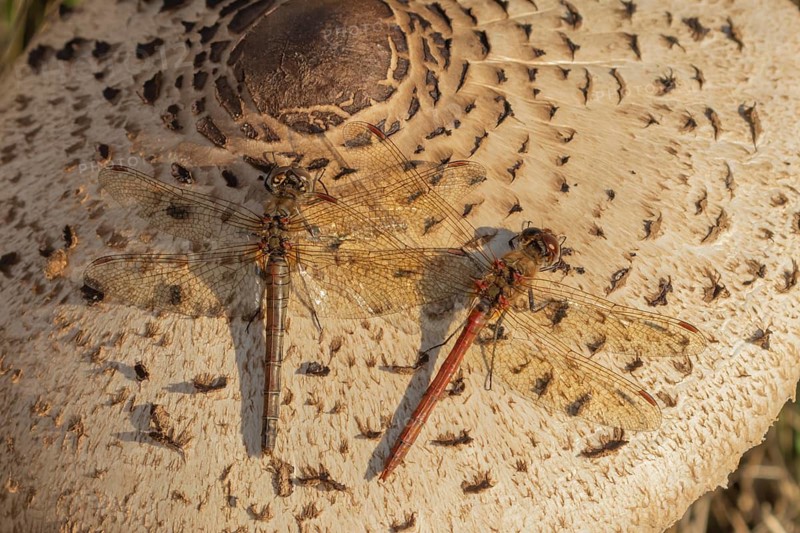Common darter dragonfly (Sympetrum striolatum) adult male and female insects resting on a Parasol mushrooom fungi in autumn, Suffolk, England, United Kingdom