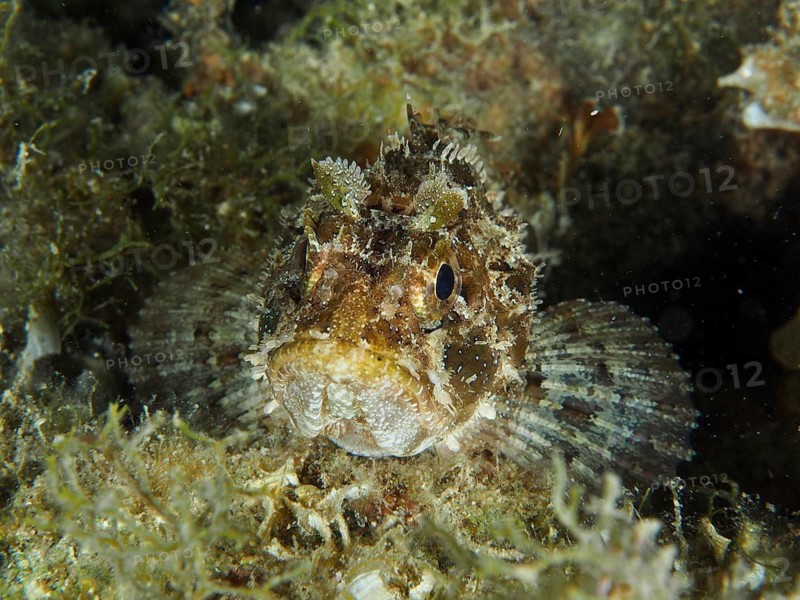 A black scorpionfish (Scorpaena porcus) lies camouflaged amongst the seaweed, Hausriff dive site, Stoja, Pula, Croatia, Mediterranean Sea