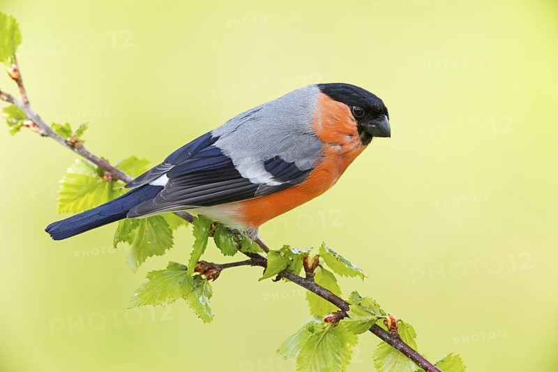 Bullfinch (Pyrrhula pyrrhula), animals, birds, finch family, Varanger Bird Park, Finnmark, Norway