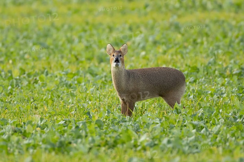 Chinese water deer (Hydropotes inermis) adult animal barking in a farmland field, England, United Kingdom