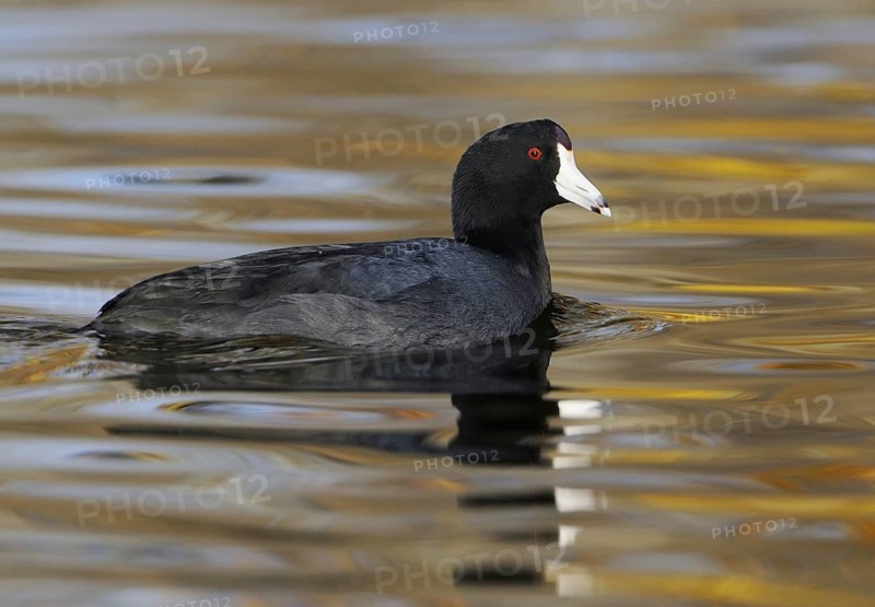 American Coot (Fulica americana), British Columbia, Canada