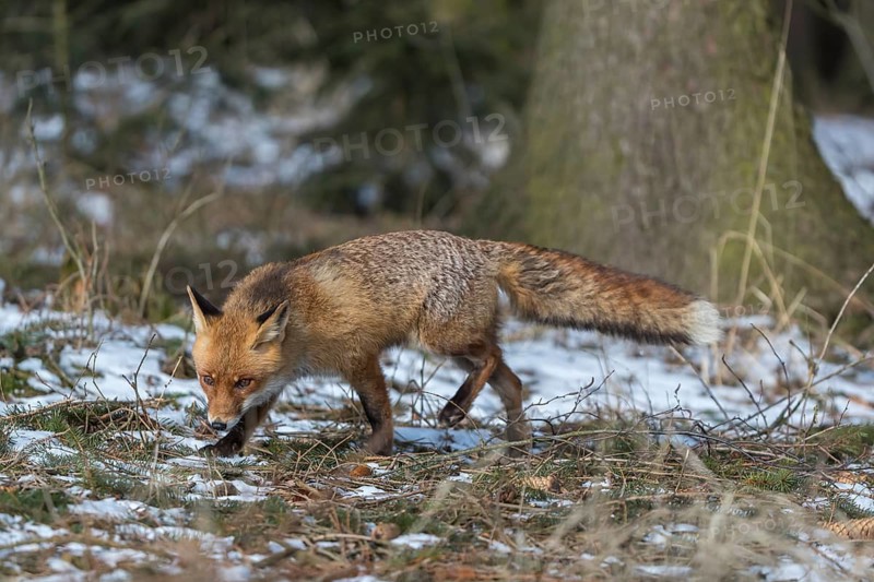 One red fox, Vulpes vulpes, running thru the undergrowth of a forest on a sunny day