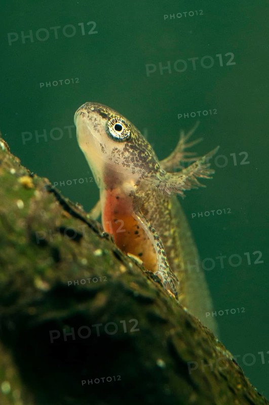 Threaded newt, Lissotriton helveticus, palmate newt, triturus helveticus, amphibians, caudata, high size, portrait format, larva, amphibians, newts, newts, tailed amphibians, water newts