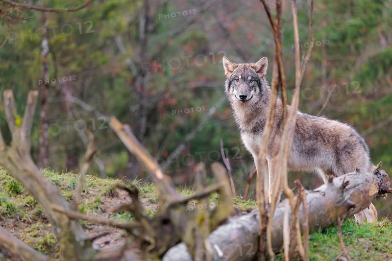 A young grey wolf (Canis lupus lupus) stands in a meadow behind a dead tree on a hill