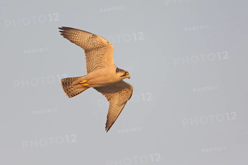 Lanner Falcon (Falco biarmicus) flying, Northern Cape, South Africa