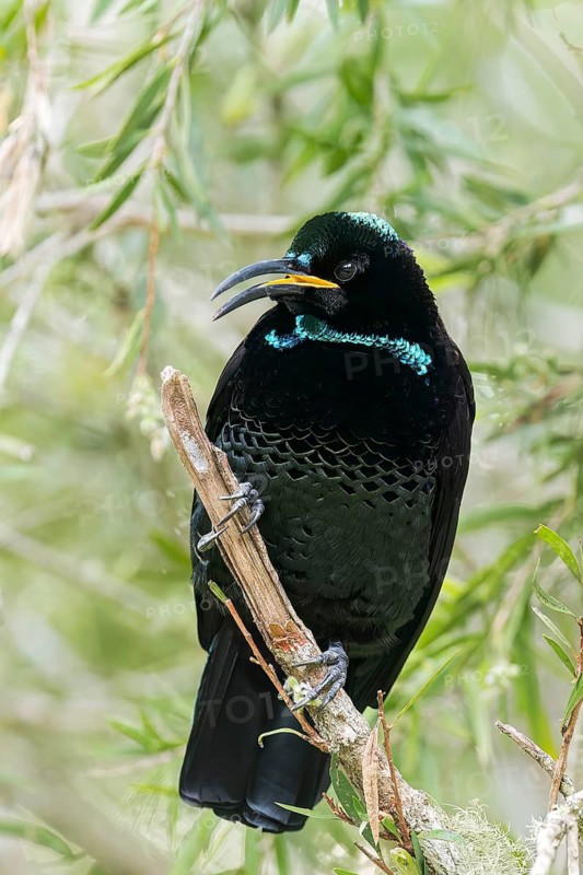Paradise Riflebird (Ptiloris paradiseus) perched on a branch in eastern Australia