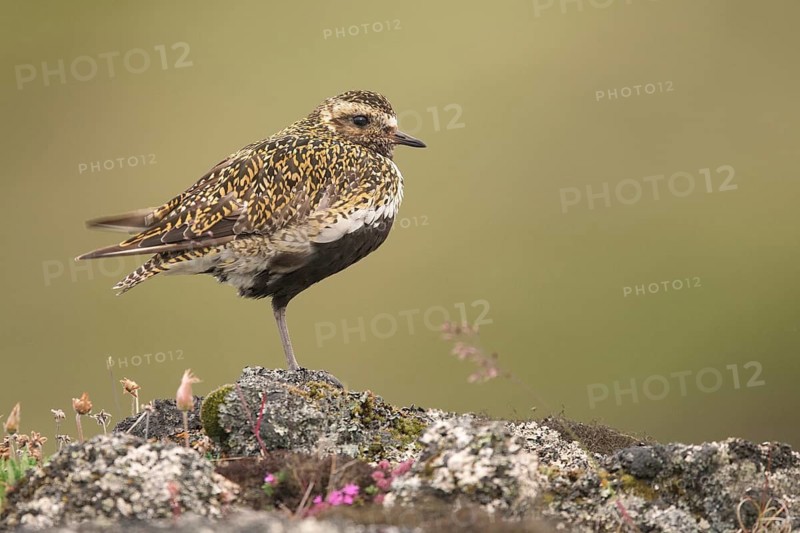 European Golden Plover (Pluvialis apricaria) male on ground, Iceland