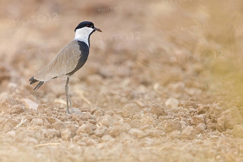 Spur-winged plover, lapwing, animals, birds, (Hoplopterus spinosus), Vanellus spinosus, plover family, biotope, habitat, foraging, Tirat Zvi Fish Ponds, Bet Shean Valley, Northern District, Israel