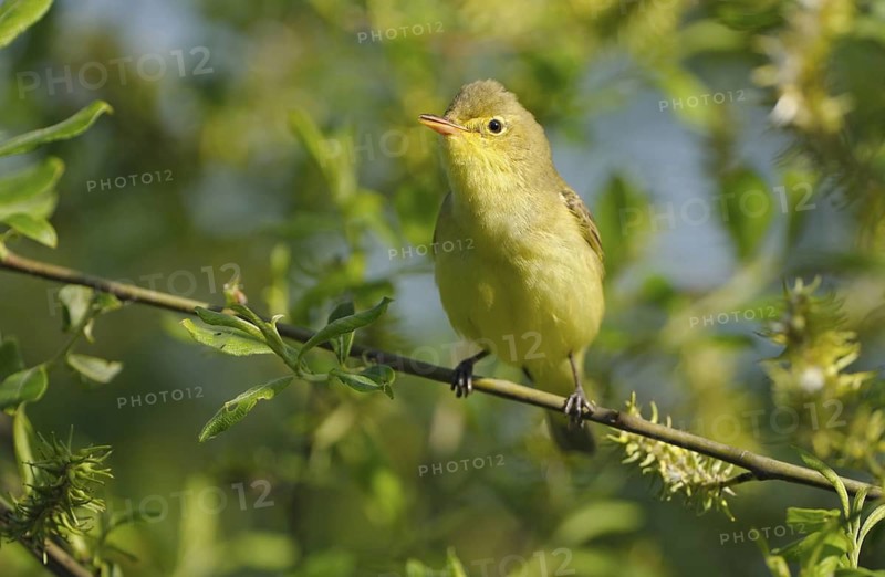 Gelbspoetter (Hippolais icterina), Icterine Warbler, Maennchen zur Balzzeit, Mai, NSG Dingdener Heide, Nordrhein-Westfalen, Deutschland