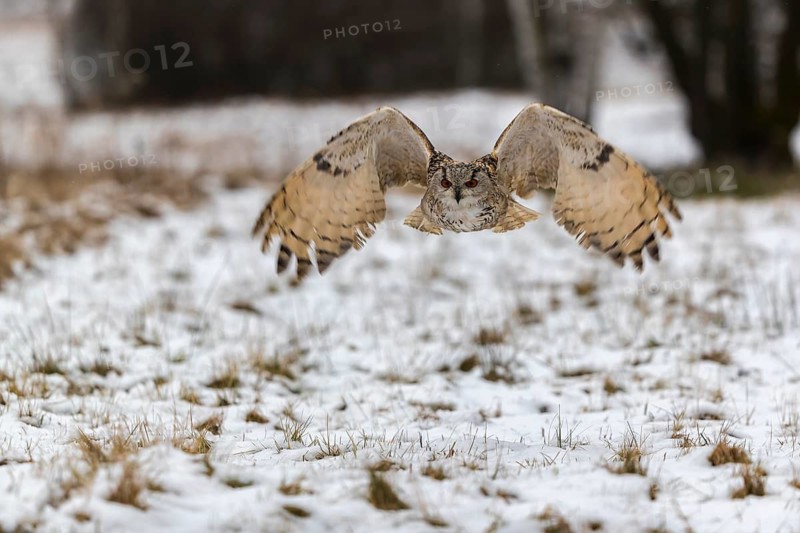 One Siberian Eagle Owl (Bubo bubo sibiricus) flying over a snowy meadow at the edge of a a forest