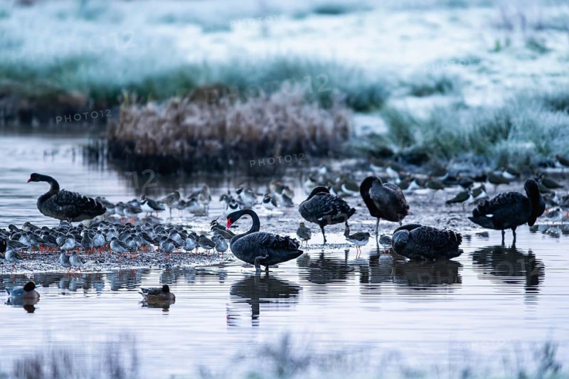 Black Swan, Cygnus atratus, birds on a winter marshes at dawn