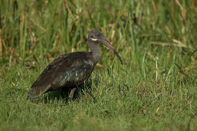 Hadada Ibis (Bostrychia hagedash nilotica) foraging, Kafa, Ethiopia