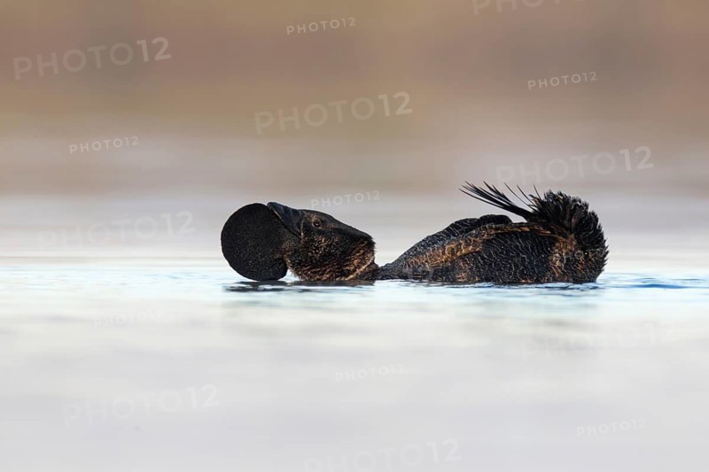 Musk Duck (Biziura lobata), Western Australia, Australia