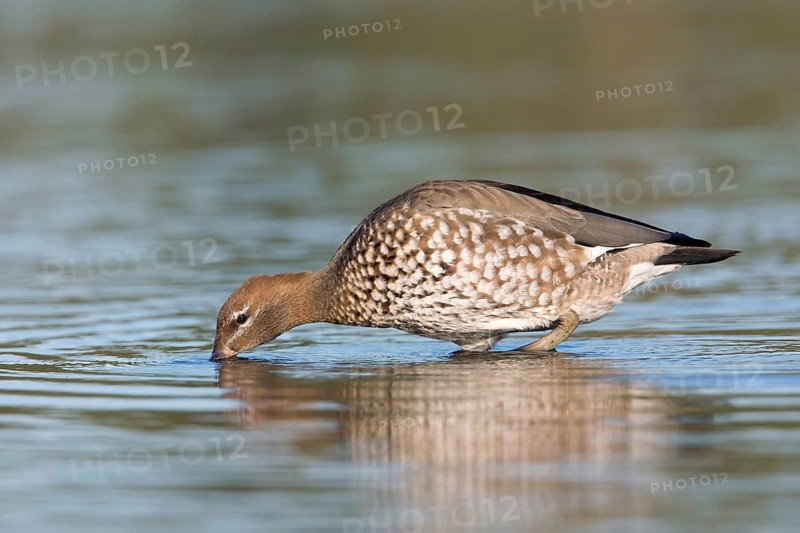 Maned Duck (Chenonetta jubata) female, Victoria, Australia