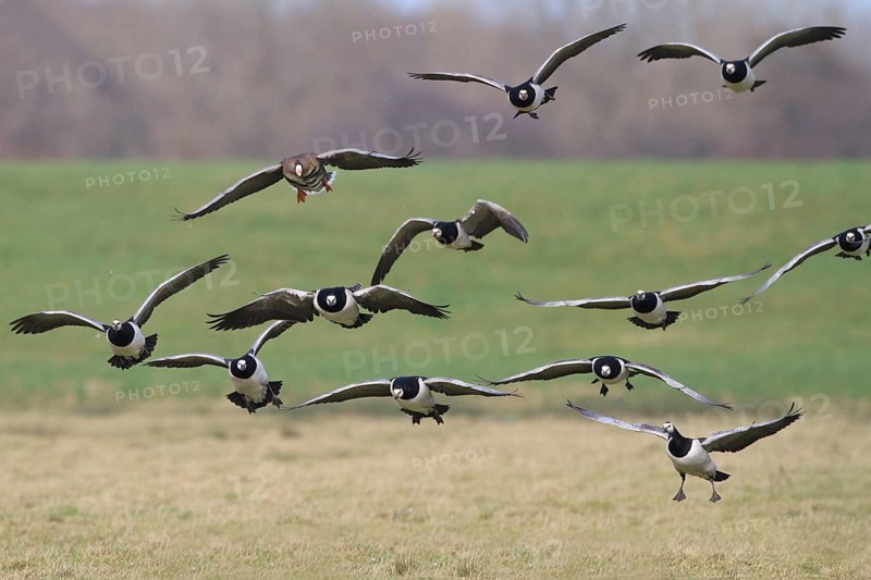 Barnacle Goose & Greater White-fronted Goose (Branta leucopsis & Anser albifrons) flying, Netherlands