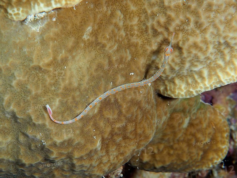 A black-breasted sea needle (Corythoichthys nigripectus) camouflaging itself on a coral, dive site House Reef, Mangrove Bay, El Quesir, Red Sea, Egypt