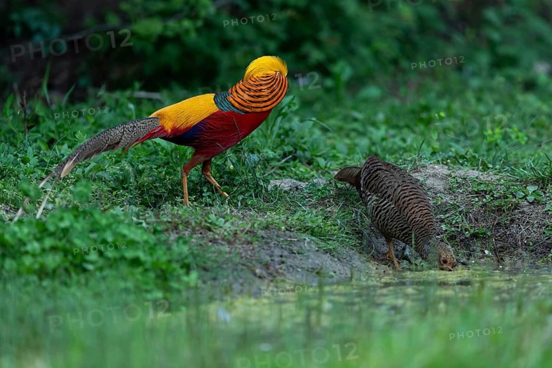 Golden Pheasant (Chrysolophus pictus) pair at a waterhole, Shanxi, China