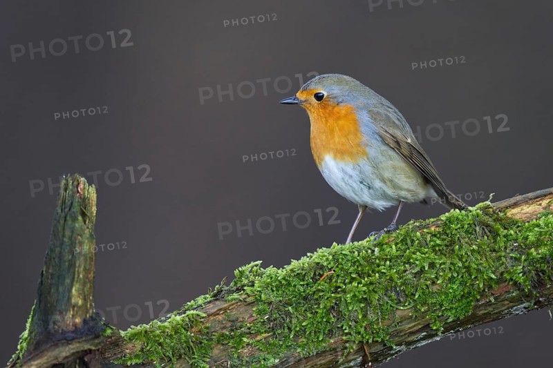 European Robin (Erithacus rubecula) perched on mossy trunk, North Rhine-Westphalia, Germany