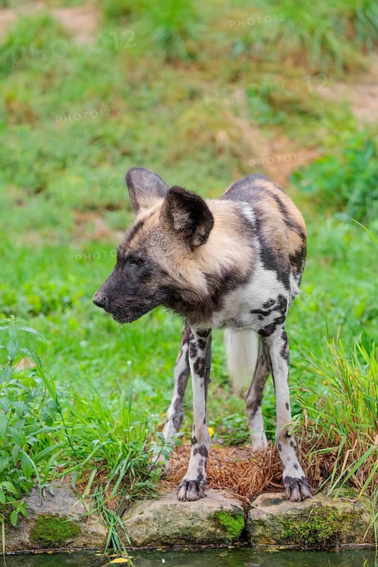 An African wild dog, Lycaon pictus, stands in a green meadow and drinks from a small stream