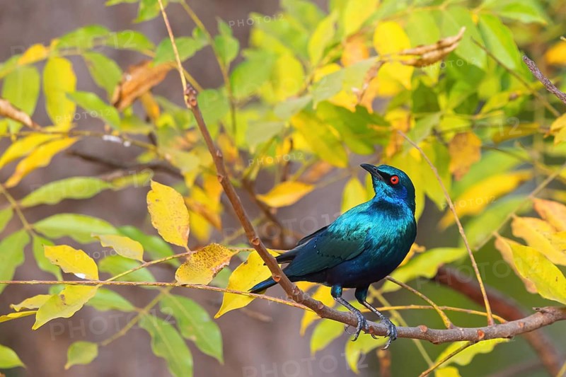 Glossy starling, (Lamprotornis chalcurus), Bronze-tailed glossy starling, Bronze-tailed starling, Estornino colibronceado, Glossy starling, Tendaba camp Tendaba photo hid, Kwinella, South Bank, Gambia