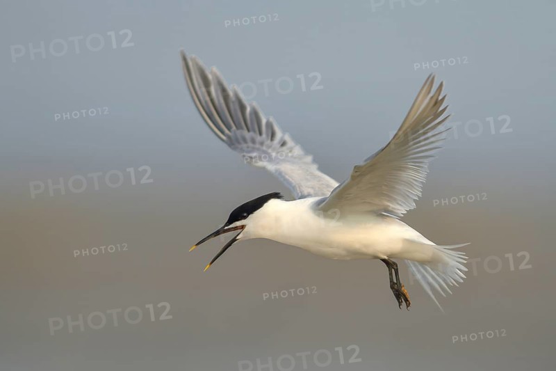 Sandwich Tern (Thalasseus sandvicensis) in flight, wildlife, nature photography, terns, Red List of breeding birds of Germany category 1 threatened with extinction, Neuwerk Island near Cuxhaven, Hamburg Wadden Sea, Germany