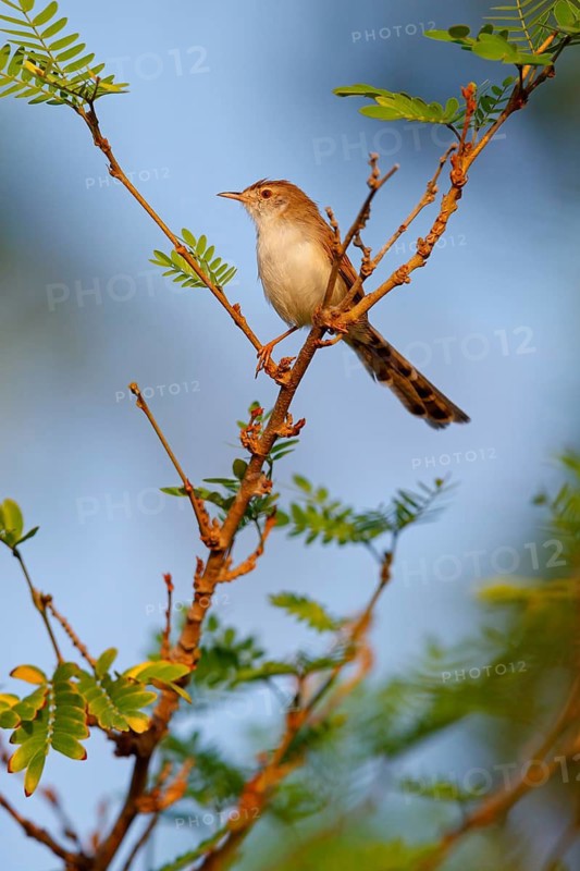 Striped Prinia, (Prinia gracilis), animal, animals, bird, birds, perching site, biotope, breeding site, Middle East, songbird, warbler family Muscat, Al Qurm Park, Muscat, Oman