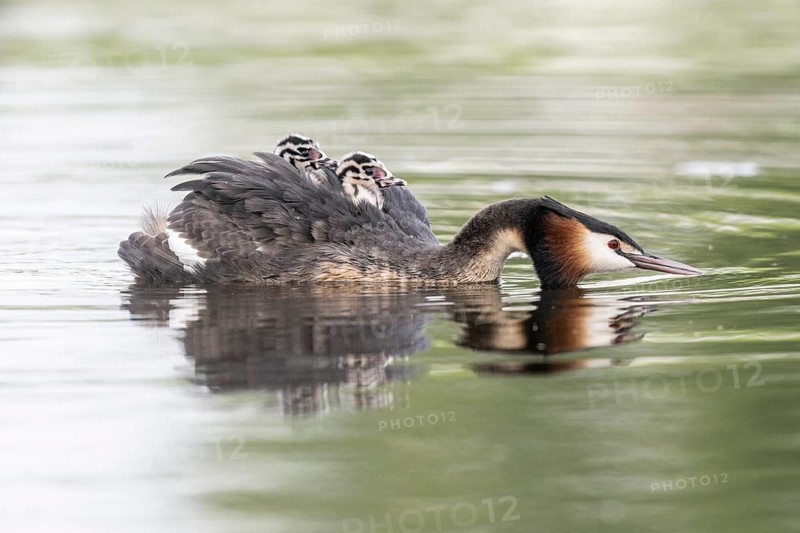 Great Crested Grebe (Podiceps Scalloped ribbonfish) with juveniles, Emsland, Lower Saxony, Germany