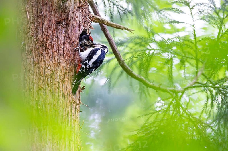 Great spotted woodpecker (Dendrocopos major), female feeds almost fledged young bird in the entrance hole of the breeding cavity, Bad Homburg, Hesse, Germany
