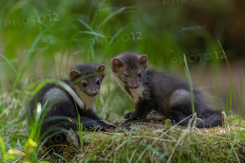 Two beech marten (Martes foina), playing on the forest floor between green vegetation