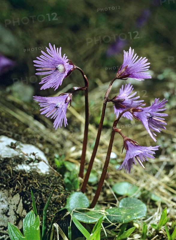 Alpine soldanelle, alpine bluebell, common alpine bell, primrose, primulaceae, soldanella alpina, alpine snowbell, blue moonwort, flora, high size, vertical format, plants, plants