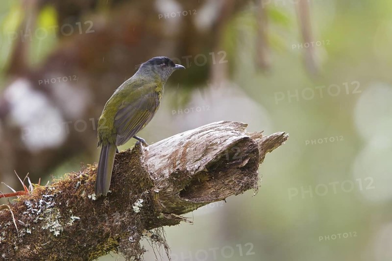 Black-and-yellow Silky-flycatcher (Phainoptila melanoxantha) perched on a branch in Costa Rica, Central America