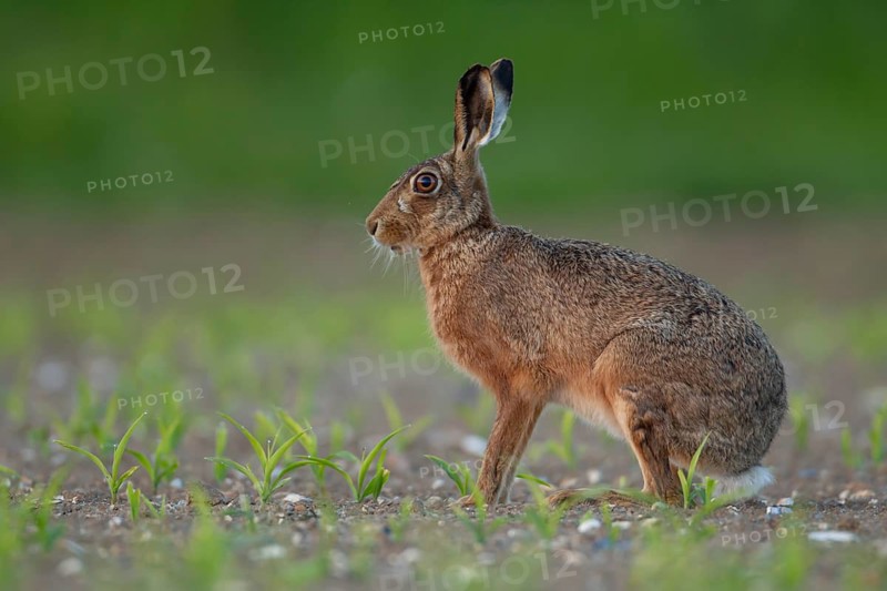 European brown hare (Lepus europaeus) adult animal in a farmland maize crop, Norfolk, England, United Kingdom