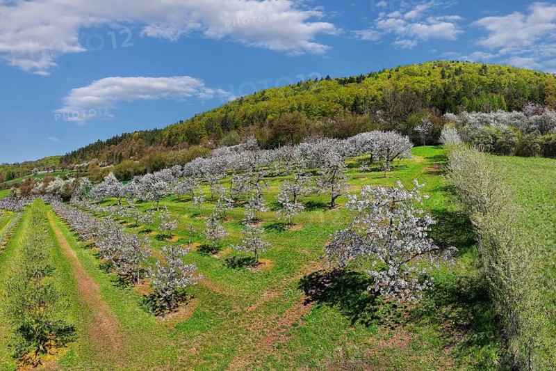Spring, cherry blossoms, fruit trees, fruit tree plantation, behind Schweinthal, Markt Egloffstein district, Forchheim district, Trubachtal, Franconian Switzerland, Upper Franconia, Bavaria, Germany