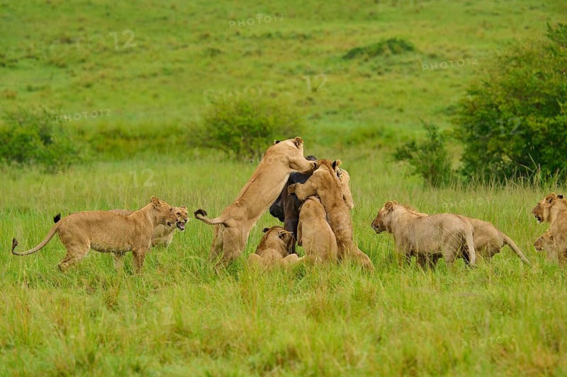 A pride of lions pounces on a buffalo in a green landscape, lion (Panthera leo), Cape buffalo (Syncerus caffer), Masai Mara National Reserve, Narok County, Kenya